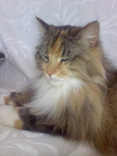 Norsk Skovkat Roxy billede 6