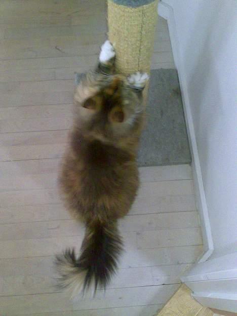 Norsk Skovkat Roxy billede 7