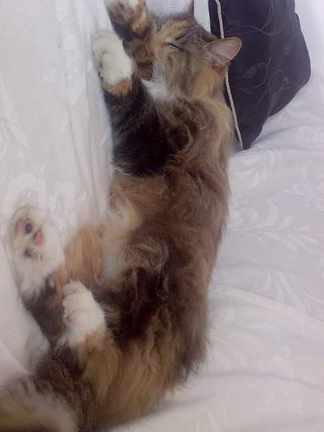 Norsk Skovkat Roxy billede 8