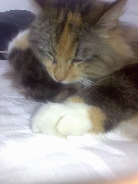 Norsk Skovkat Roxy billede 9