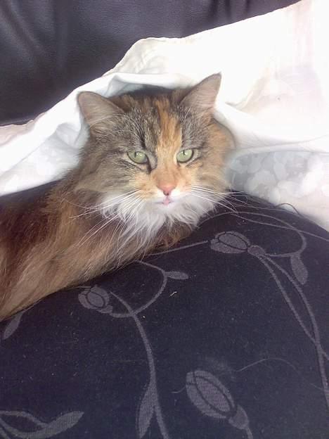 Norsk Skovkat Roxy billede 10