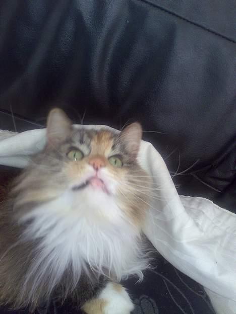 Norsk Skovkat Roxy billede 11