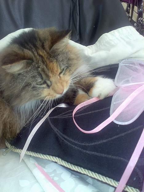 Norsk Skovkat Roxy billede 12