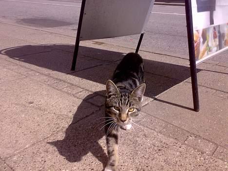 Blanding af racer † Terkel † - Ud fra gemmestedet x) billede 16