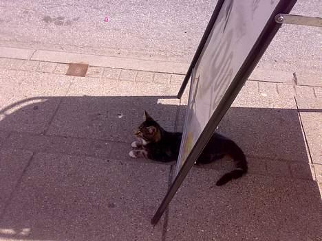 Blanding af racer † Terkel † - Skøre kat xD billede 17