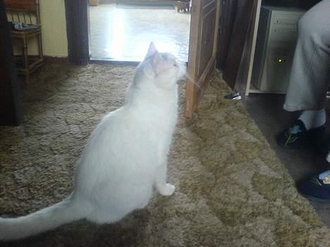 Huskat Mougli - hmm skal vi snart spise?.. billede 11