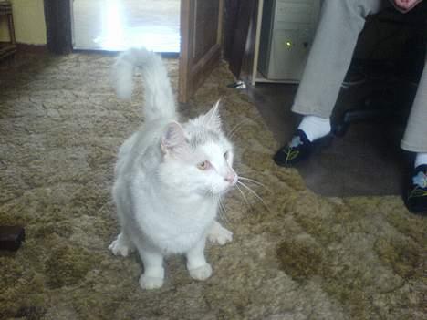 Huskat Mougli - hvad sker der... billede 12