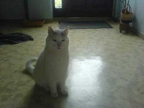 Huskat Mougli - er du snart færdig.... billede 13