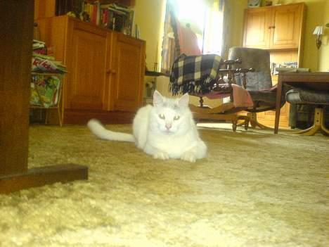 Huskat Mougli - hvad laver han nu??.. billede 14