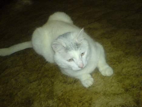 Huskat Mougli - vil han lege? billede 15