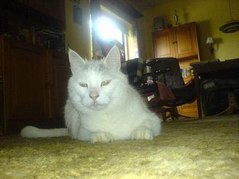 Huskat Mougli - jeg begynder at kede mig billede 17