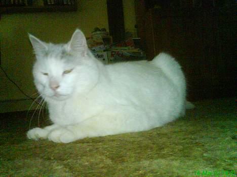 Huskat Mougli - "god nat" billede 18