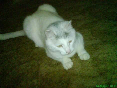 Huskat Mougli billede 19