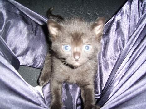 Huskat Pjevs - En a de første gange vi havde vores pjevsemus inde :) billede 1