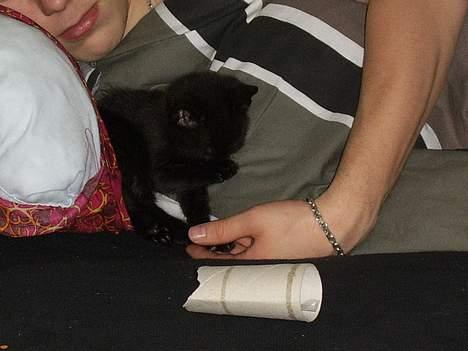 Huskat Pjevs - vasker sig heeh :D billede 3