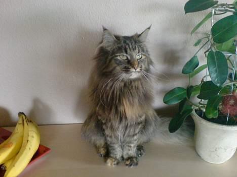 Norsk Skovkat Luna billede 6