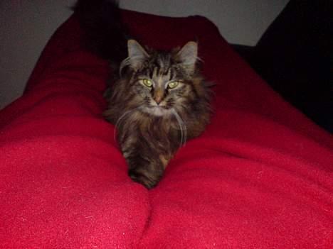 Norsk Skovkat Luna - sniger mig op til mor. billede 7