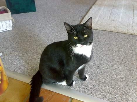 Blanding af racer Roberto billede 1