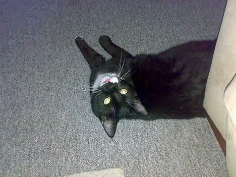 Blanding af racer Roberto billede 2