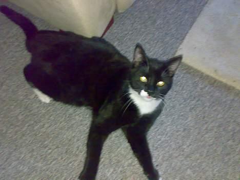 Blanding af racer Roberto billede 3