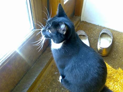 Blanding af racer Roberto billede 4