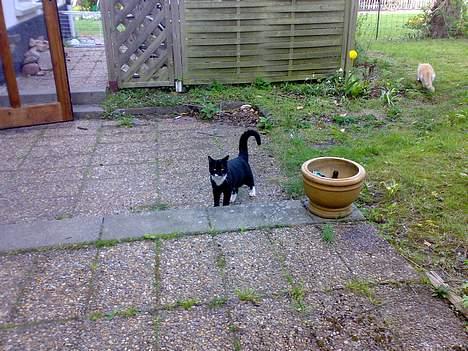 Blanding af racer Roberto billede 5