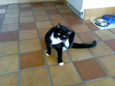 Blanding af racer Roberto billede 6