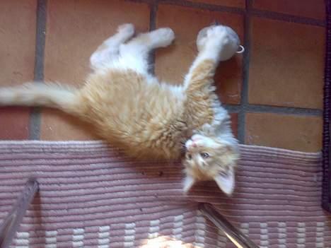 Maine Coon Rujo Rapido billede 1