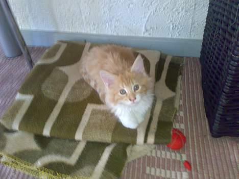 Maine Coon Rujo Rapido billede 2