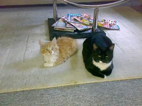 Maine Coon Rujo Rapido billede 3