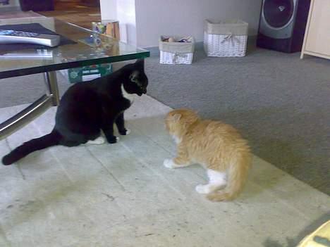 Maine Coon Rujo Rapido billede 4