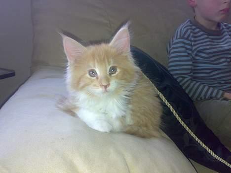 Maine Coon Rujo Rapido billede 5