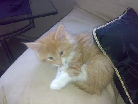 Maine Coon Rujo Rapido billede 6