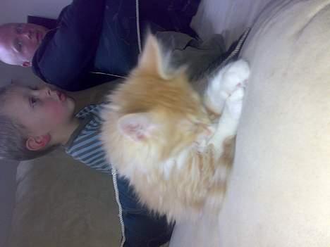 Maine Coon Rujo Rapido billede 7