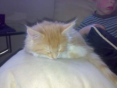 Maine Coon Rujo Rapido billede 8