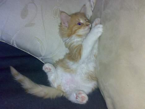 Maine Coon Rujo Rapido billede 9