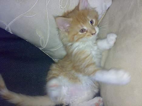 Maine Coon Rujo Rapido billede 10