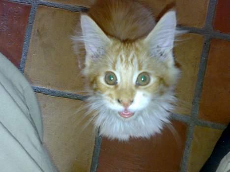 Maine Coon Rujo Rapido billede 11