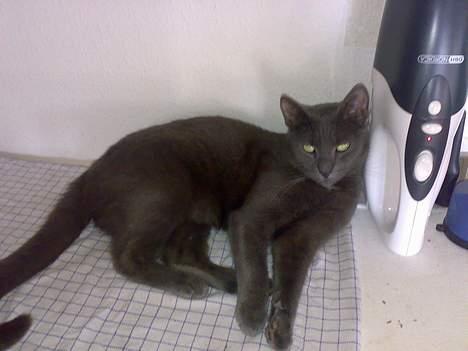 Russian Blue moses billede 19