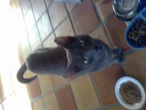 Russian Blue moses billede 20