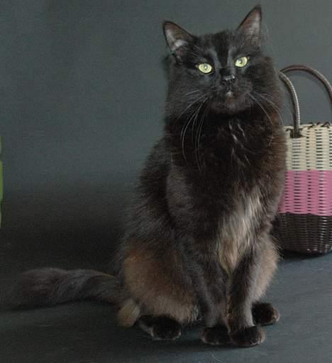 Tyrkisk Angora IP/SC Pirlanta'dan Black Devil - GIC Pirlanta´dan Black Devil 7 maj 2007 billede 12