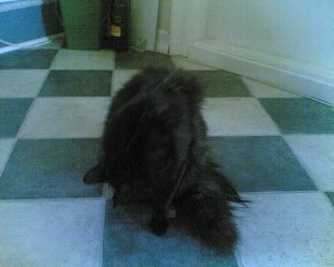 Korat musem billede 2