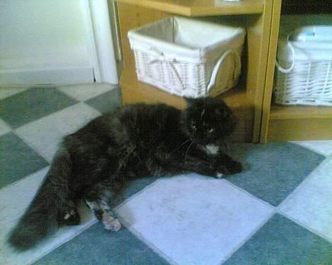 Korat musem billede 3