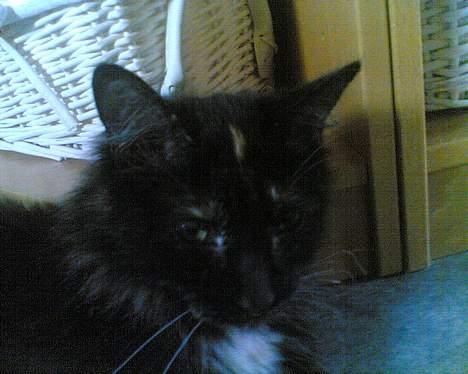 Korat musem billede 4