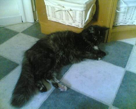 Korat musem billede 5