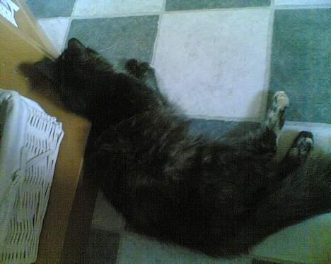 Korat musem billede 6