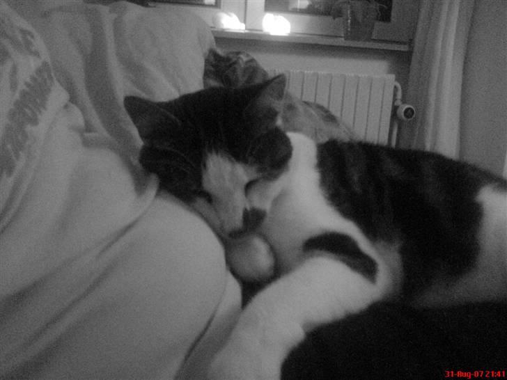 Huskat Pjevs *Bort givet* :'[ <3 - // Velkommen til prinsens profil, smid gerne kommentar og alt det der..  // billede 1