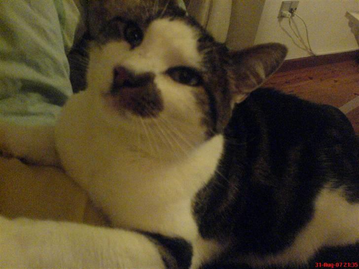 Huskat Pjevs *Bort givet* :'[ <3 - Godt nok taget for lang tid siden . <33 billede 2