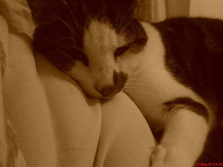 Huskat Pjevs *Bort givet* :'[ <3 - Jaah, at slappe af elsker du ! Hvem gør ikk os det? billede 3