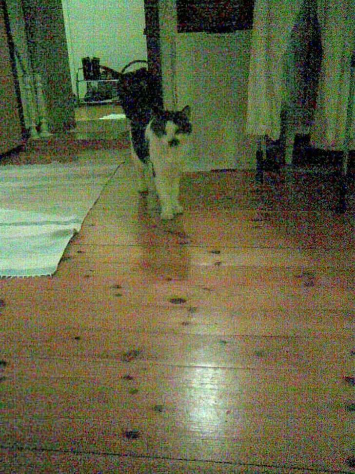 Huskat Pjevs *Bort givet* :'[ <3 - Her kommer ´tigeren´, så i må hellere passe på .. :) billede 4